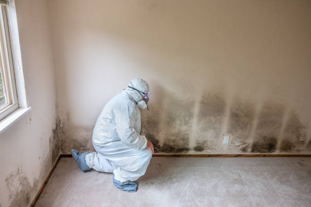 Best Commercial Mold Removal  in USA